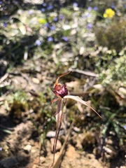 Caladenia reticulata
