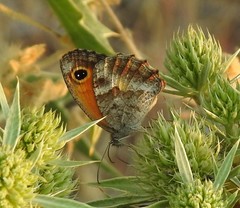 Pyronia cecilia