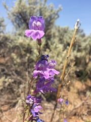 Penstemon comarrhenus