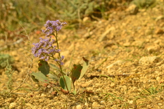 Limonium platyphyllum