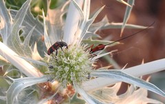 Trichodes flavocinctus
