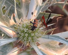 Trichodes flavocinctus