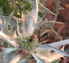 Trichodes flavocinctus