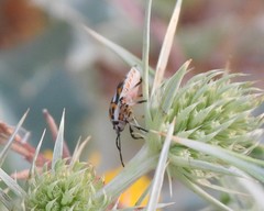 Eurydema ornata