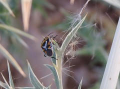 Eurydema ornata