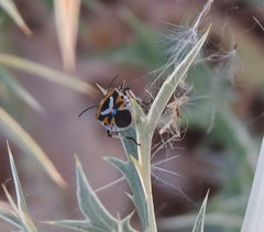 Eurydema ornata
