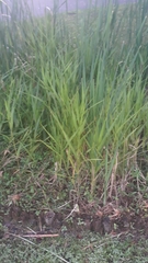 Panicum hemitomon