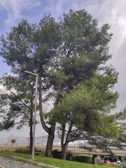 Pinaceae