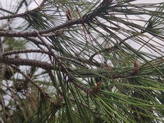 Pinaceae
