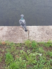 Columba livia domestica