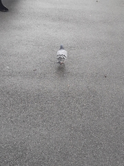Columba livia domestica