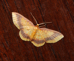 Eois fasciata