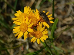 Acmaeodera cuprina