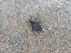 Holotrichius denudatus