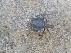 Holotrichius denudatus