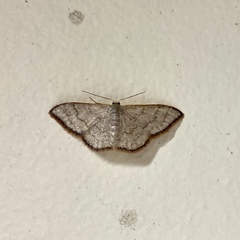 Idaea coercita