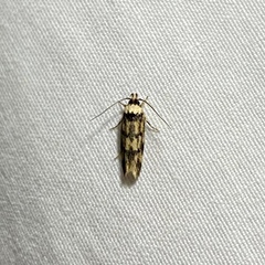 Sphyrelata nefanda