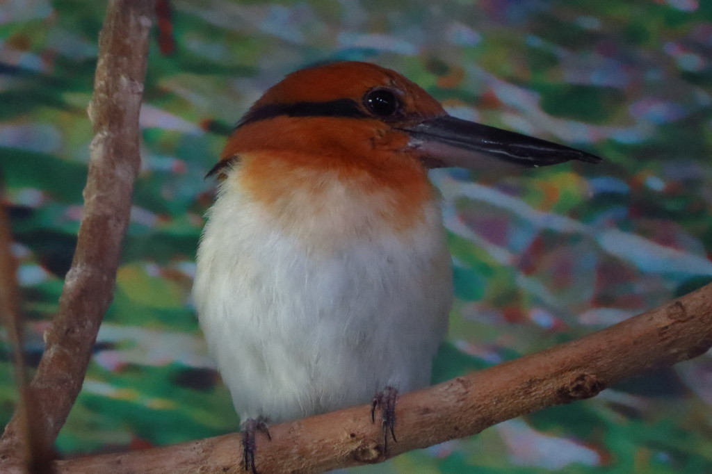 Guam Kingfisher