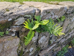 Polypodium