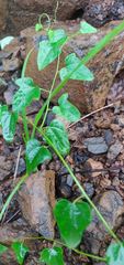 Cocculus hirsutus