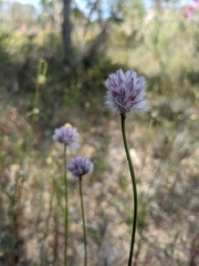 Ptilotus drummondii
