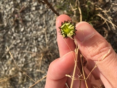 Tripleurospermum subpolare