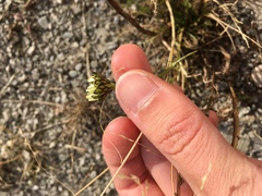 Tripleurospermum subpolare