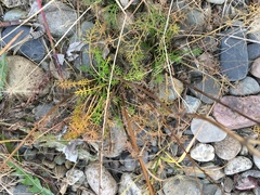 Tripleurospermum subpolare