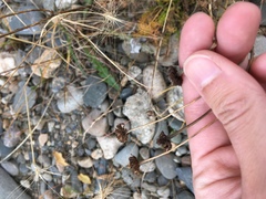 Tripleurospermum subpolare