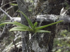 Cyrtorchis arcuata arcuata