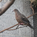Socorro Dove - Photo (c) Bryant Olsen, some rights reserved (CC BY-NC), uploaded by Bryant Olsen