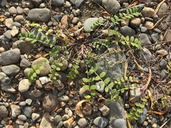 Astragalus schelichowii
