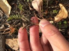 Astragalus schelichowii