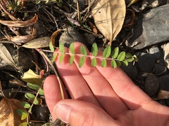 Astragalus schelichowii