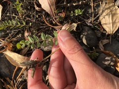Astragalus schelichowii