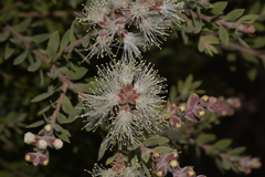 Melaleuca sieberi