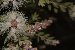 Melaleuca sieberi