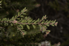 Melaleuca sieberi