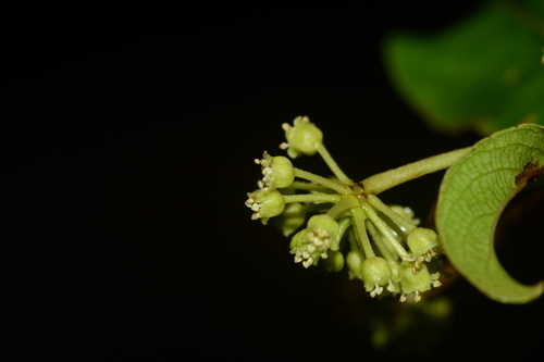 Image of Terminalia anogeissiana by no rights reserved
