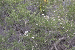 Melaleuca sieberi