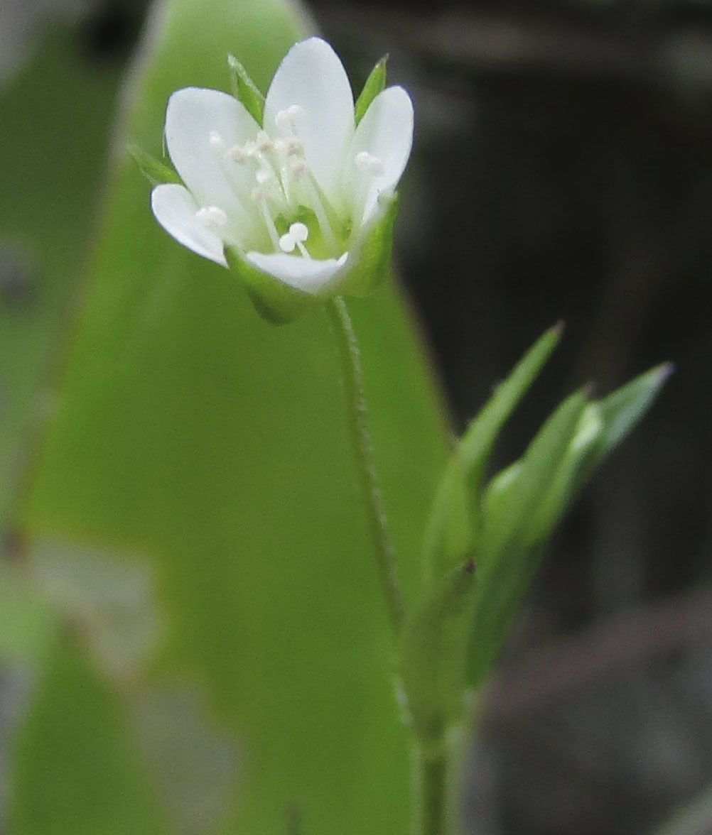 Drymaria leptophylla