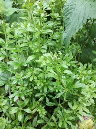 Galium aparine iNat (2)