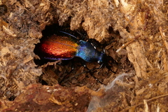 Carabus hispanus