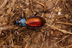 Carabus hispanus