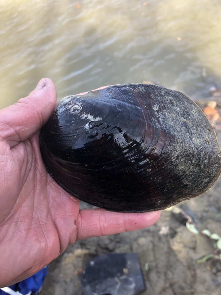 Three-ridge Mussel from Assiniboine Ave, Winnipeg, MB, CA on September ...