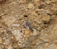 Falco tinnunculus