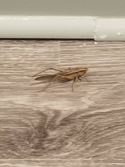 Neoconocephalus triops