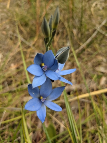 Blue Lady Orchid