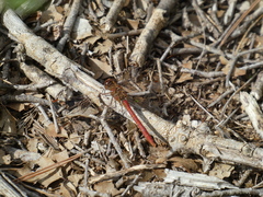Sympetrum meridionale