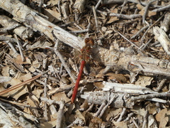 Sympetrum meridionale
